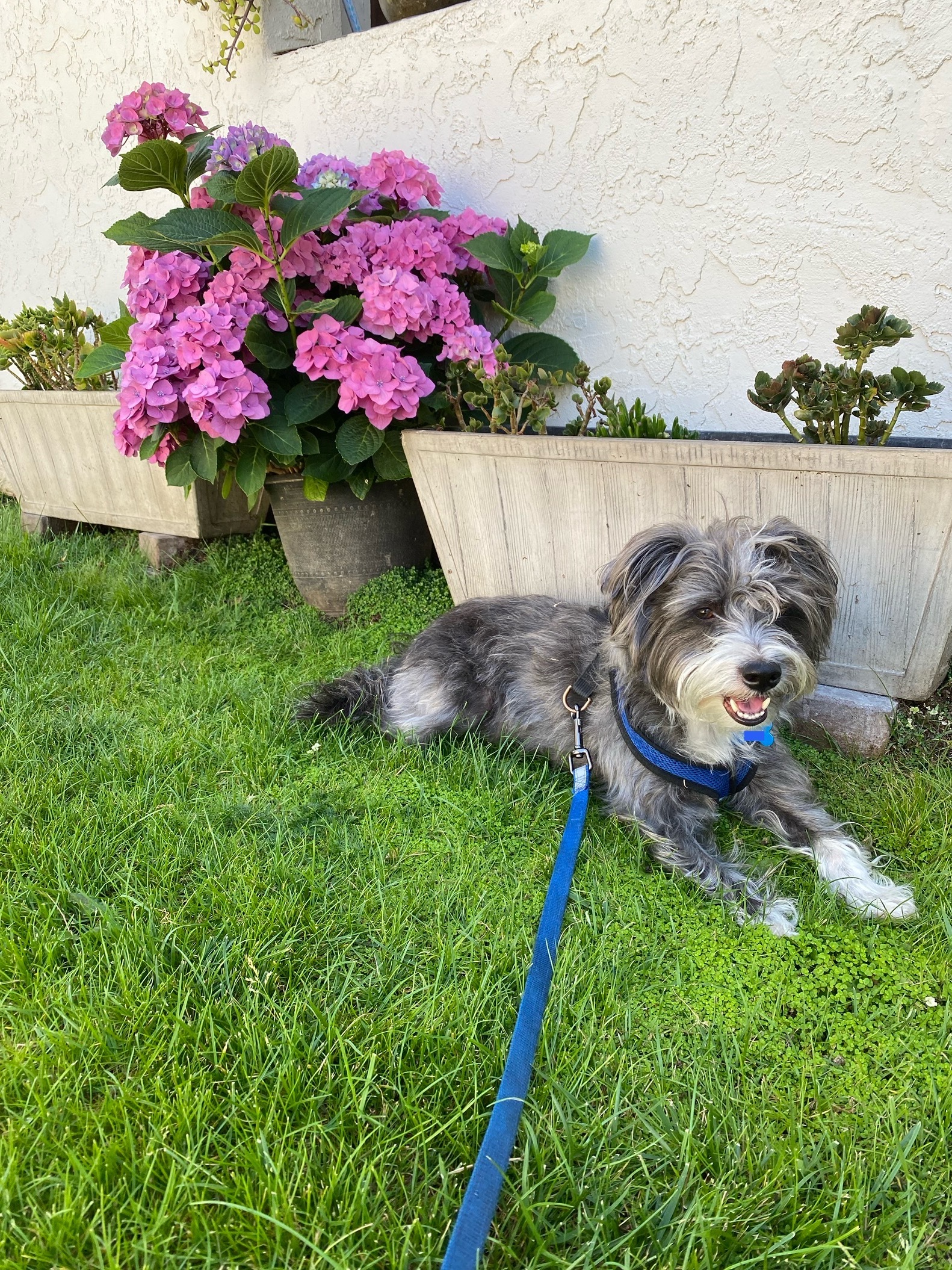 Chico in front of flowers